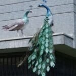 Peacock Theme